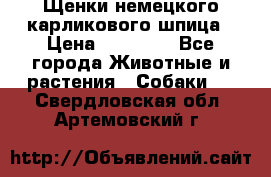 Щенки немецкого карликового шпица › Цена ­ 20 000 - Все города Животные и растения » Собаки   . Свердловская обл.,Артемовский г.